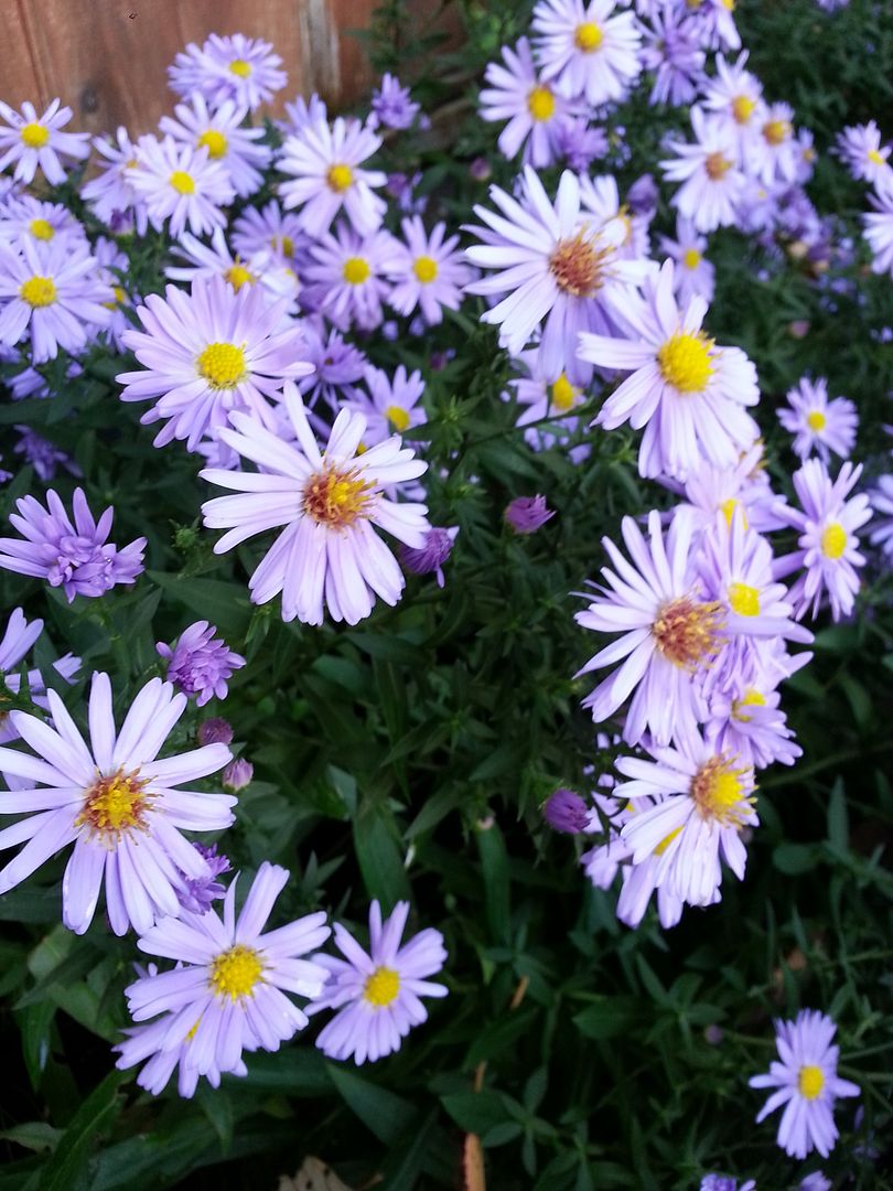  photo 20140925_161122_zpsuyed0rzr.jpg